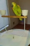 Amazon Parrot available (707) 733-6105