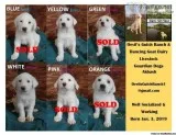 Livestock Guardian Puppies
