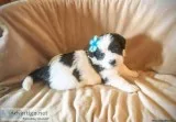 Shichon Puppy Male (Finnegan)