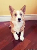 Pembroke Welsh Corgi puppies ready to rehome