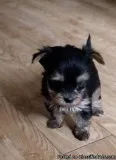 Adorable miniature-Yorkie puppies