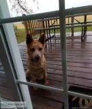 Red Heeler