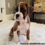 Awesome Boxer Puppies Ready for you.