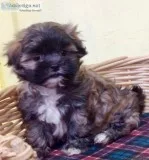 MalShi Puppy