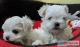 We have beautiful litter of Maltese Puppies Available