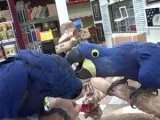 Hyacinth macaw parrot text 352-405-0237