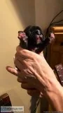 French bulldog puppy boy 2400