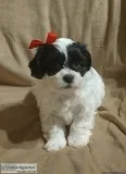 Shichon Puppy Female (Bella Rose)