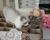 Ragdoll Kittens Vaccinated text at (817) 523-1584
