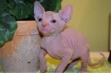 Sphynx Kittens Ready to Go text (817) 523-1584