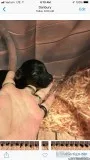 Yorkie Poo teacups and Toys