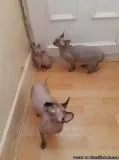 2o Months Old Sphynx Kittens Looking for a Caring Home