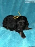 Golden doodle puppies