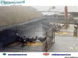 Pigeon Guard- Pigeons Control in Toronto Ontario