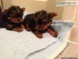 Loving Tea Cup Yorkie Puppies