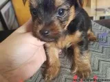 Beautiful Tea Cup yorkies (150