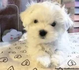 Assured Breeder Has Stunning Maltese Puppies