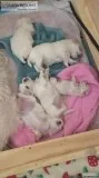 Maltese Puppies Xmas Gifts