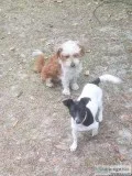 Dog Walker Pet Sitter