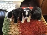 Poodle and pailion mix pups