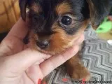 Two Cute Teacup Yorkie Pups