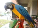 Blue And Gold Macaw Birds available.