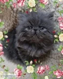 Adorable CFA-Registered Persian Kitten For Sale