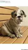 Pure Bred English Bulldog