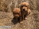 Farm-Raised Golden Retriever Puppies