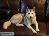 Husky for sale