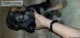 German Shepherd puppies