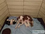 Pitbully pups
