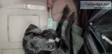 FOUND BLACK LAB