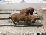 Rhodesian Ridgeback Puppies