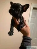 French Bulldogs for sale (Brindle and Pied) 1 Female and 2 Males
