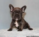 AKC BlueTri Carrier French Bulldog Puppy Boy (Harry)