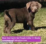 AKC Silver Female Lab Pup