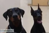 Doberman Pinscher Puppies For Sale