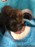 Labrador Retriever puppies