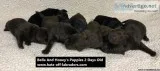 AKC American Lab Puppies