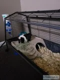 Guinea pigs