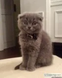 12 week old Scottish Fold male kitten for sale