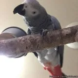 talking-african grey parrot Text 415-691-7039