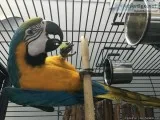 lovely blue and gold macaw birds