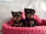 Extremely Cute Yorkshire Terrier Puppies