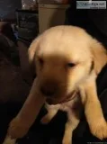 Baby Labrador retriever