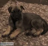 German Shepherd  Belgian Malinois Female Puppy