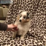 AKC REG Shetland Sheepdog Puppies