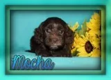 Mocha Female Cockapoo