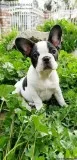 French Bulldog
